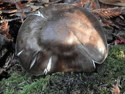 Image of Pluteus pouzarianus Singer 1983