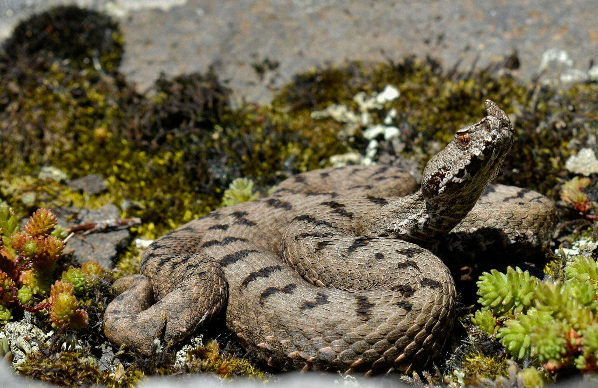 Vipera transcaucasiana Boulenger 1913 resmi