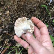 Image of Russula griseoviridis McNabb 1973