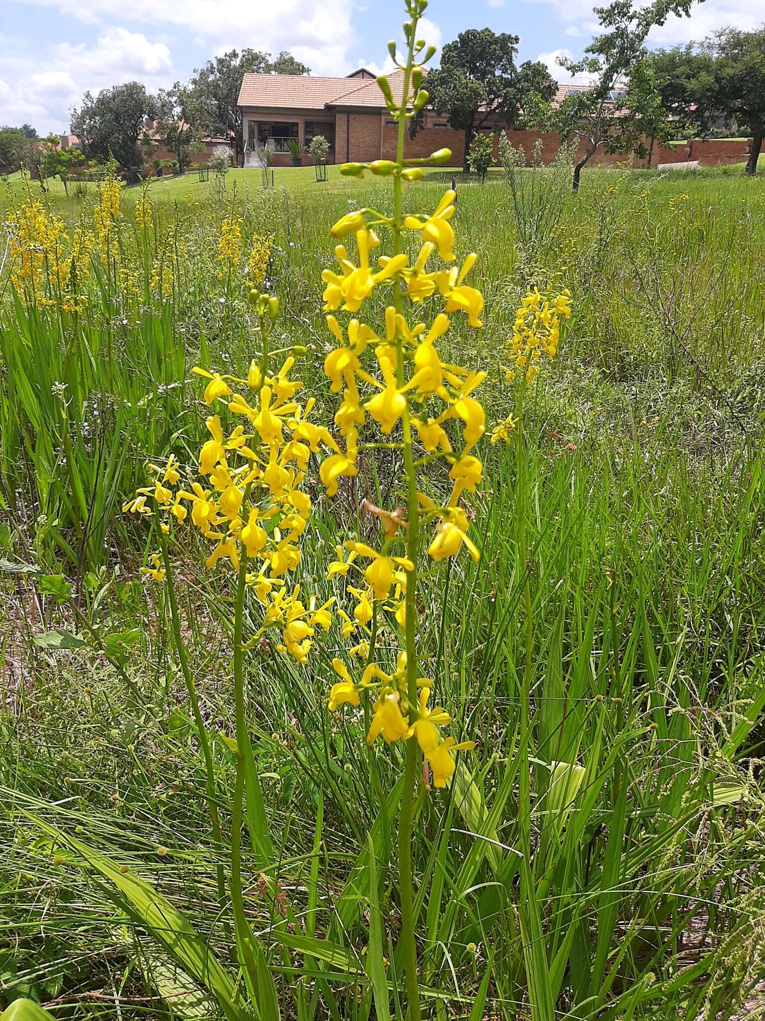 Image de Eulophia angolensis (Rchb. fil.) Summerh.