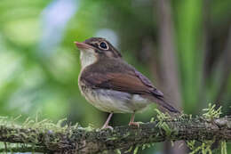 Слика од Platyrinchus leucoryphus Wied-Neuwied 1831