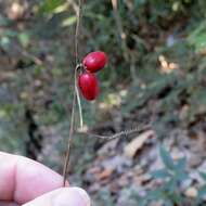 صورة Cayaponia quinqueloba (Rafin.) Shinners