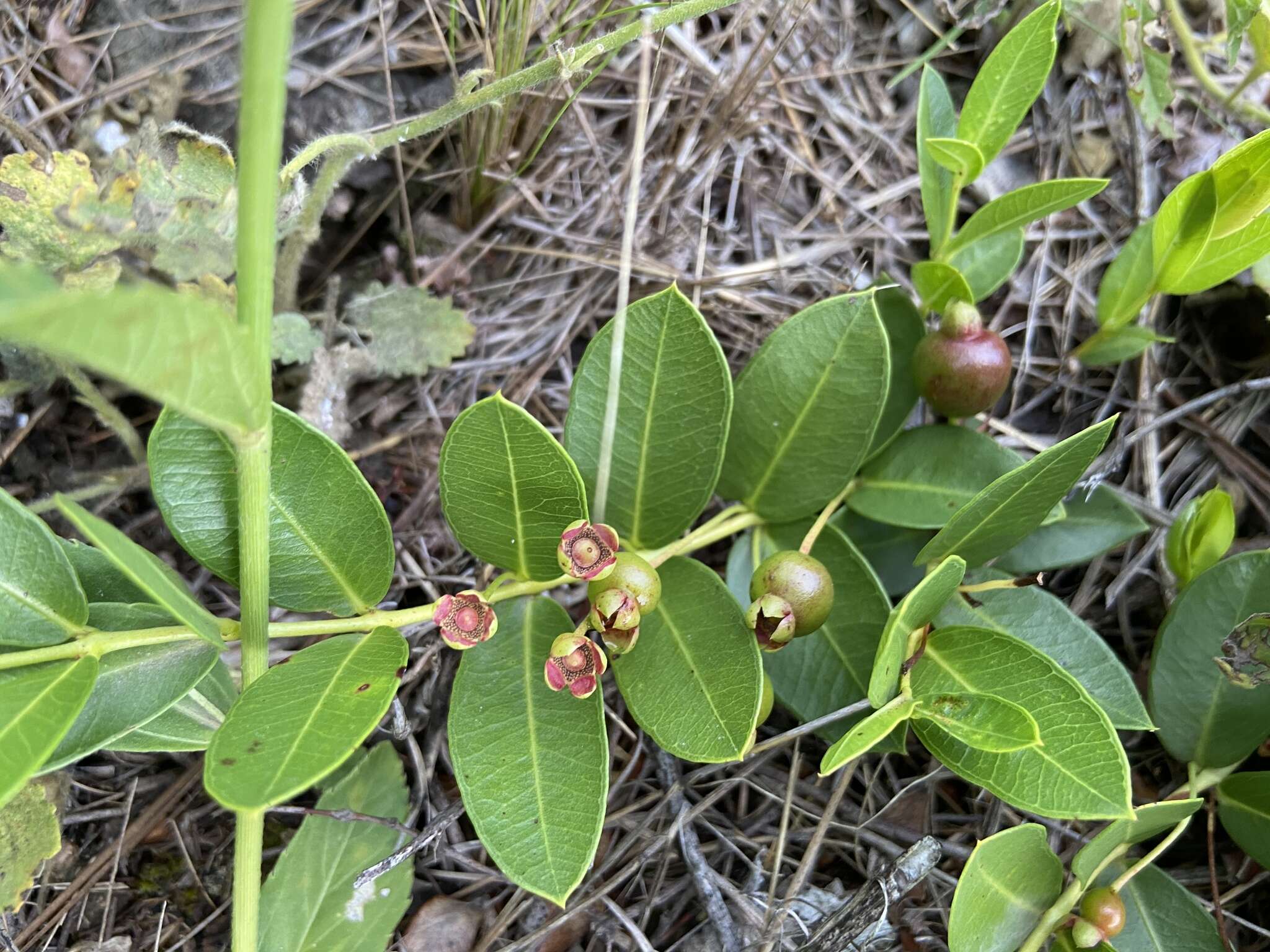 Imagem de Psidium salutare var. mucronatum (Cambess.) Landrum