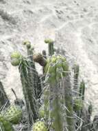 Image of Corryocactus brachypetalus (Vaupel) Britton & Rose