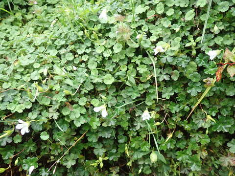 Imagem de Geranium suzukii Masam.