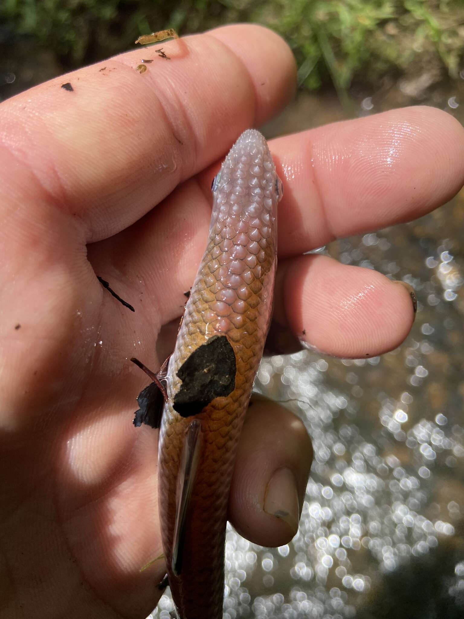 Image of Tallapoosa shiner