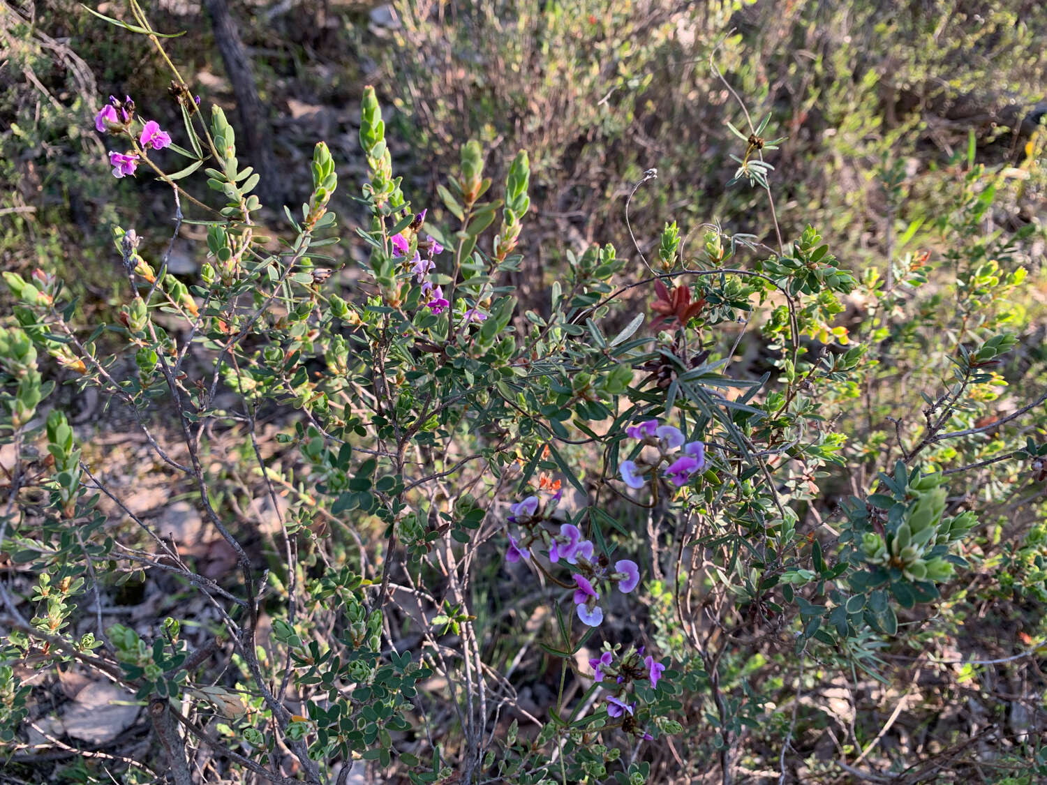 Glycine clandestina Wendl. resmi