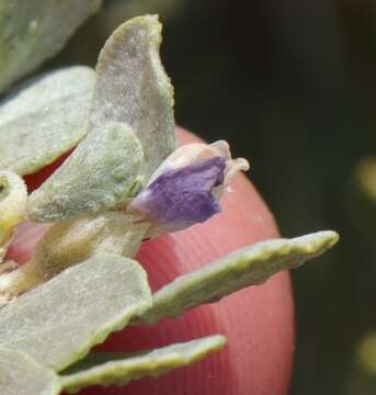 Psoralea velutina resmi