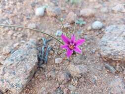 Image of Romulea kamisensis M. P. de Vos