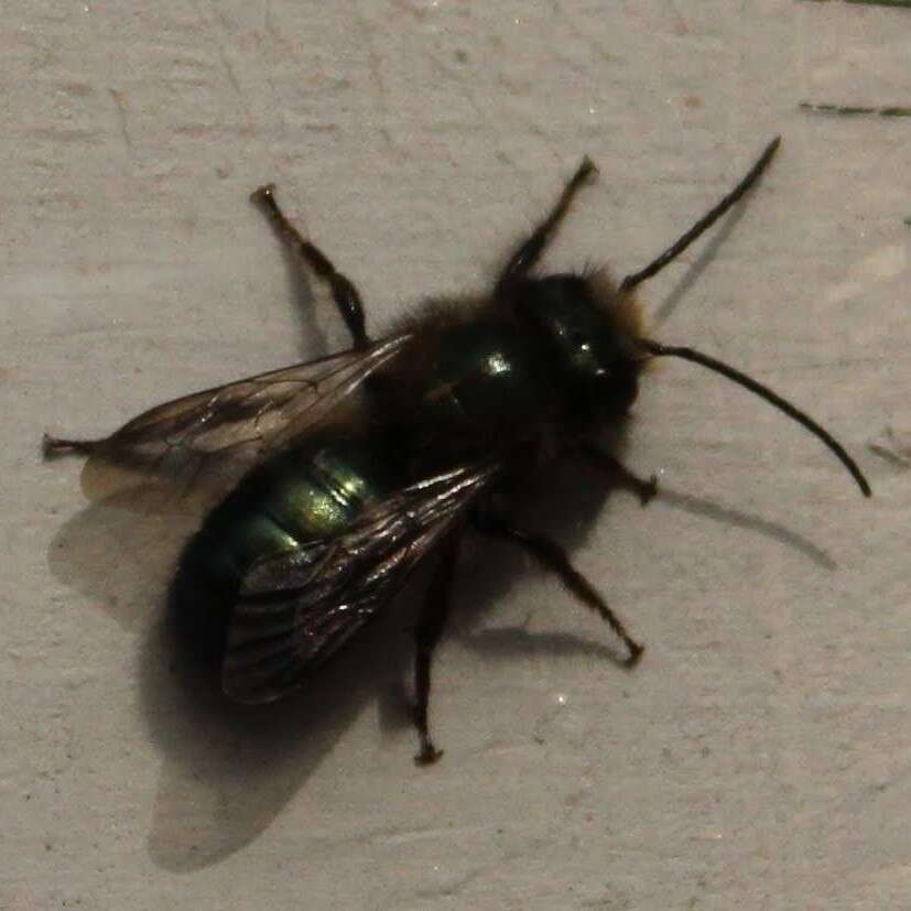 Image of <i>Osmia <i>lignaria</i></i> lignaria