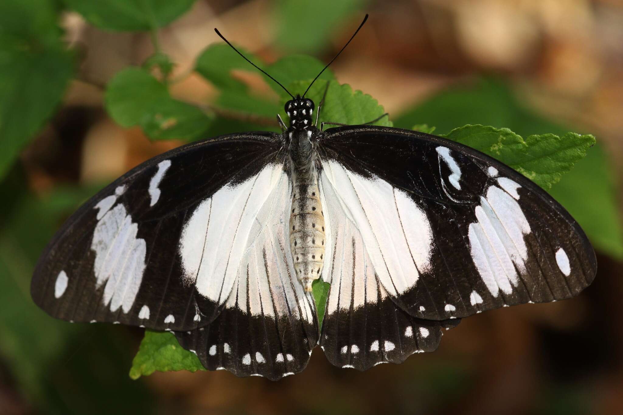 Image of <i>Papilio dardanus tibullus</i>