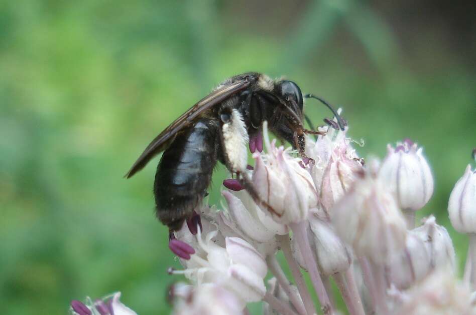 Image of Andrena pilipes Fabricius 1781