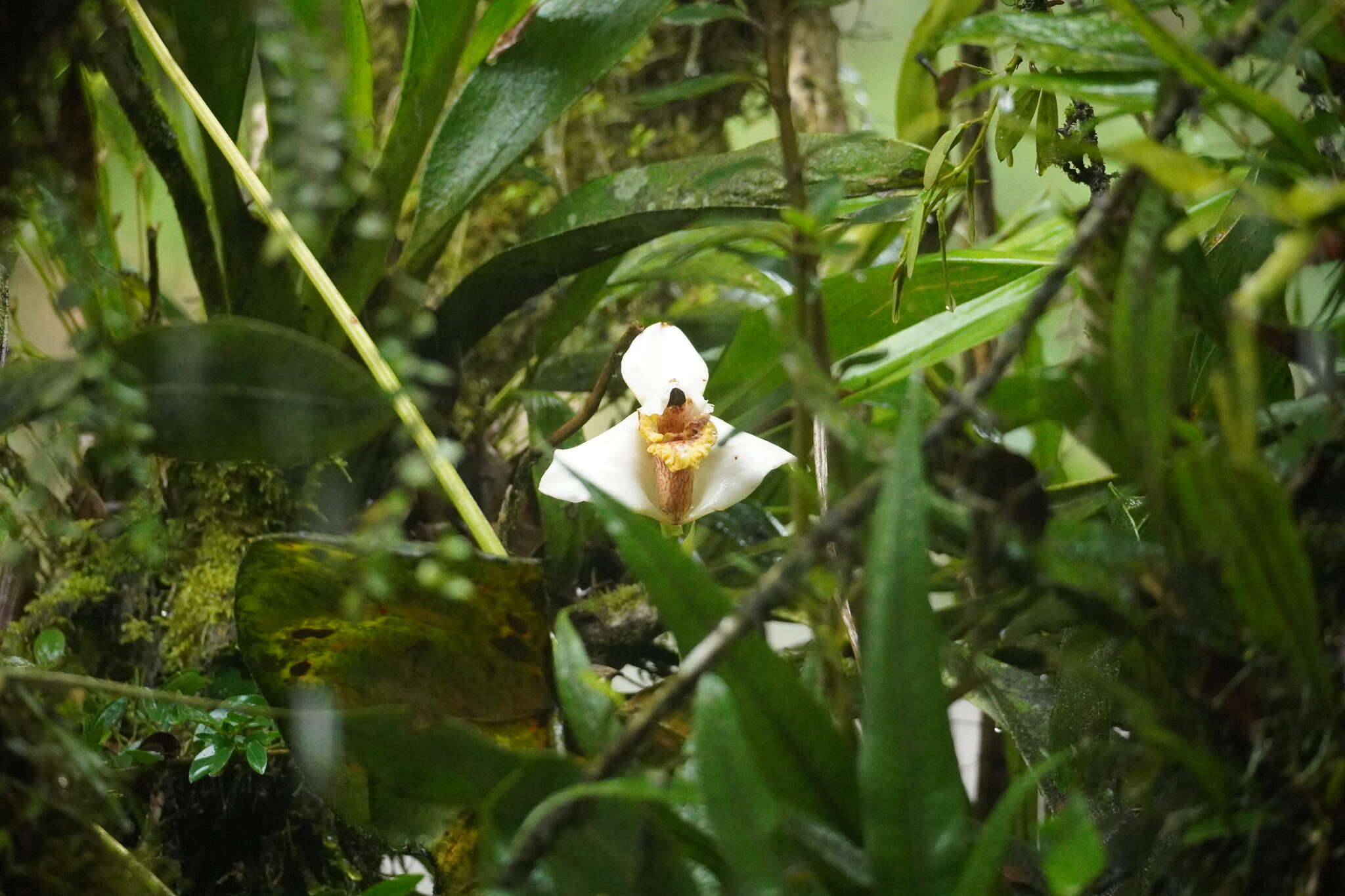 Image of Maxillaria fletcheriana Rolfe