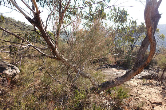 Image of Allocasuarina muelleriana subsp. muelleriana