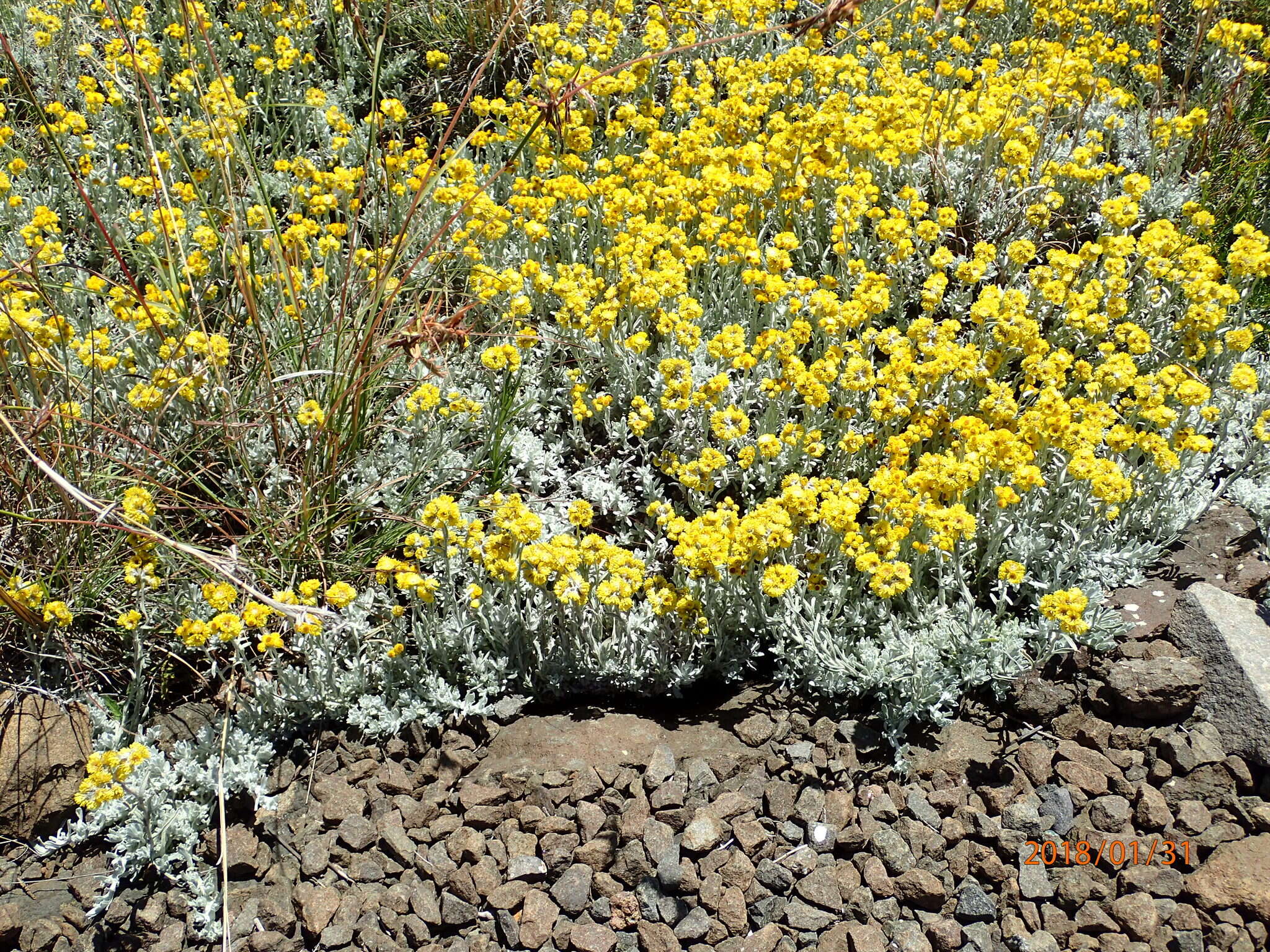 Image de Helichrysum trilineatum DC.