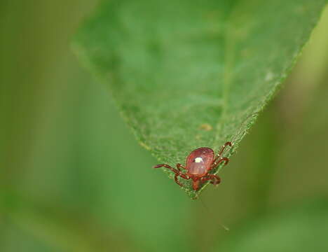 Image of Lone Star Tick