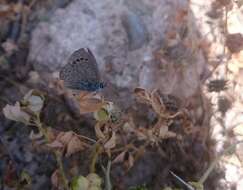 Image of Paphos Blue