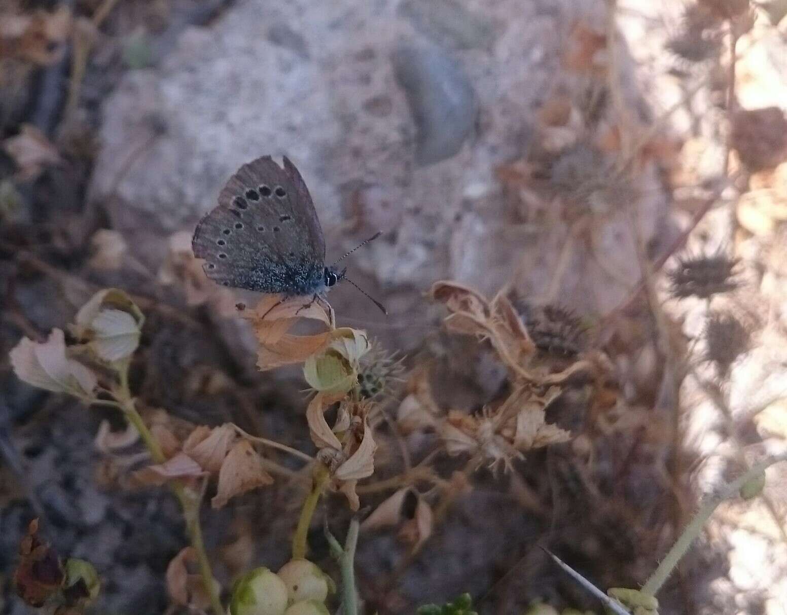 Image of Paphos Blue