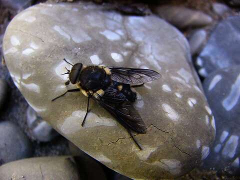 Image of Scaptia adrel (Walker 1850)