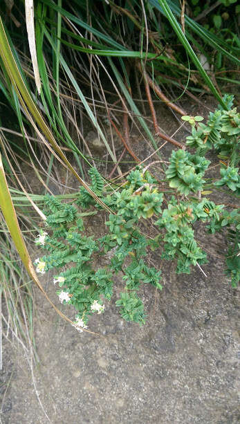 Image of Pimelea acra C. J. Burrows & de Lange