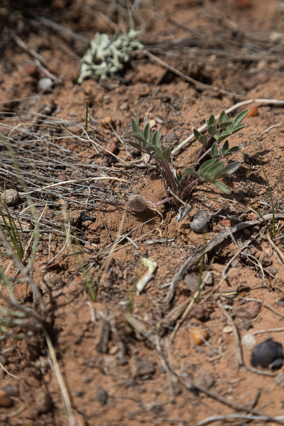 Astragalus welshii R. C. Barneby的圖片