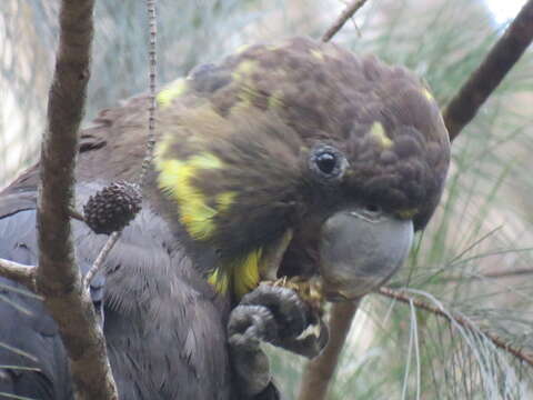 Calyptorhynchus lathami lathami (Temminck 1807) resmi