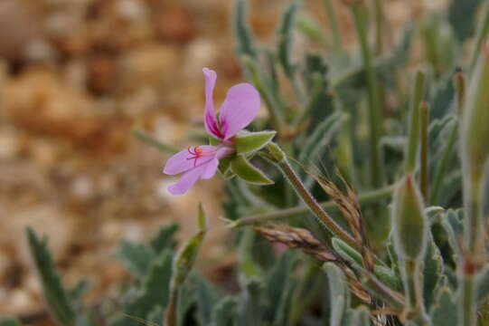 Слика од Pelargonium oenothera (L. fil.) Jacq.