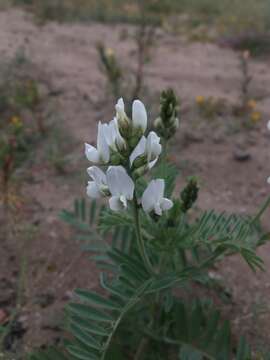 Sivun Astragalus coquimbensis (Hook. & Arn.) Reiche kuva