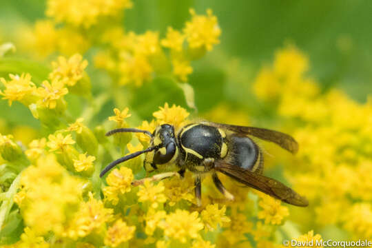 Image of Aerial yellowjacket