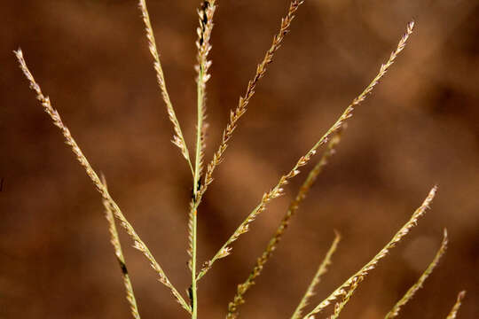 Слика од Leptochloa panicea (Retz.) Ohwi