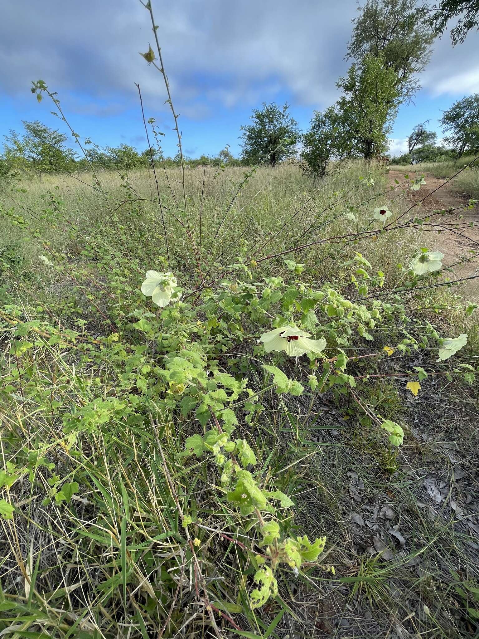 Image of tropical rose mallow