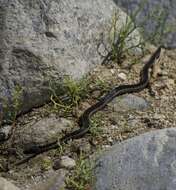 Image of Thamnophis validus (Kennicott 1860)