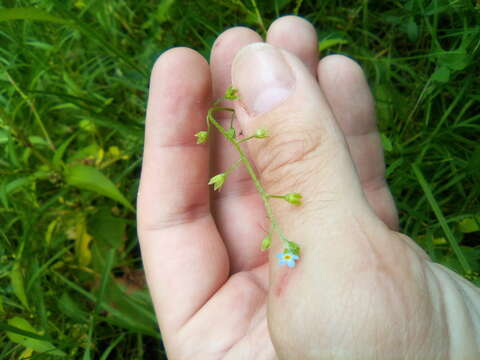 Слика од Myosotis laxa subsp. cespitosa (C. F. Schultz) Nordh.