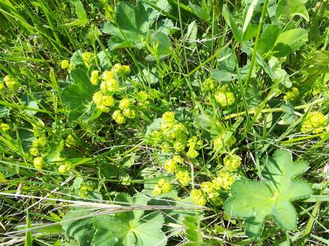 Image of Alchemilla plicata Buser