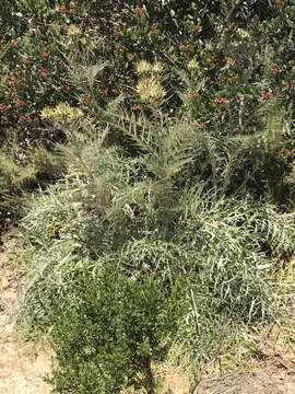 Слика од Cynara cardunculus subsp. flavescens A. Wiklund