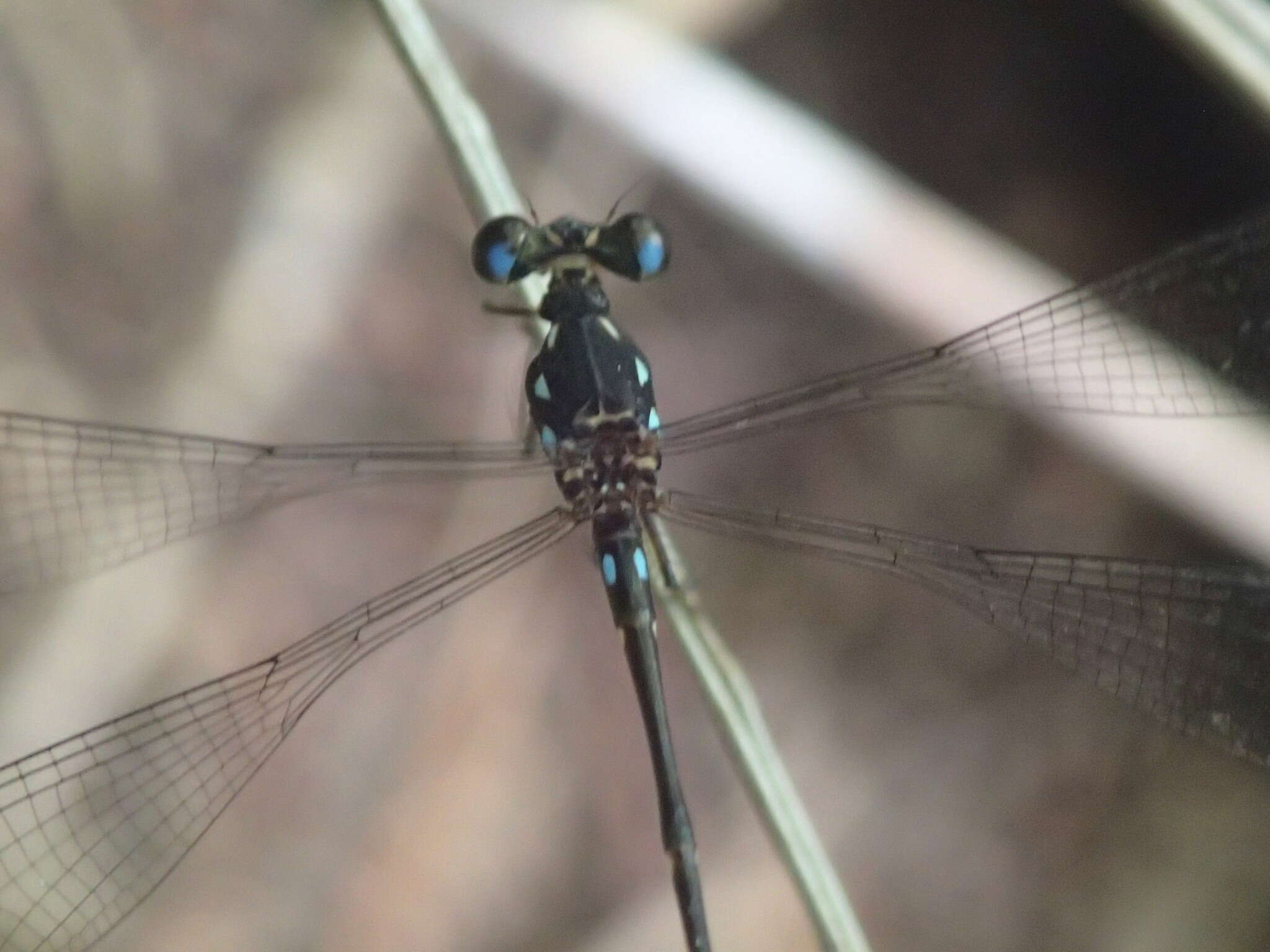 Image of Allolestes Selys 1869