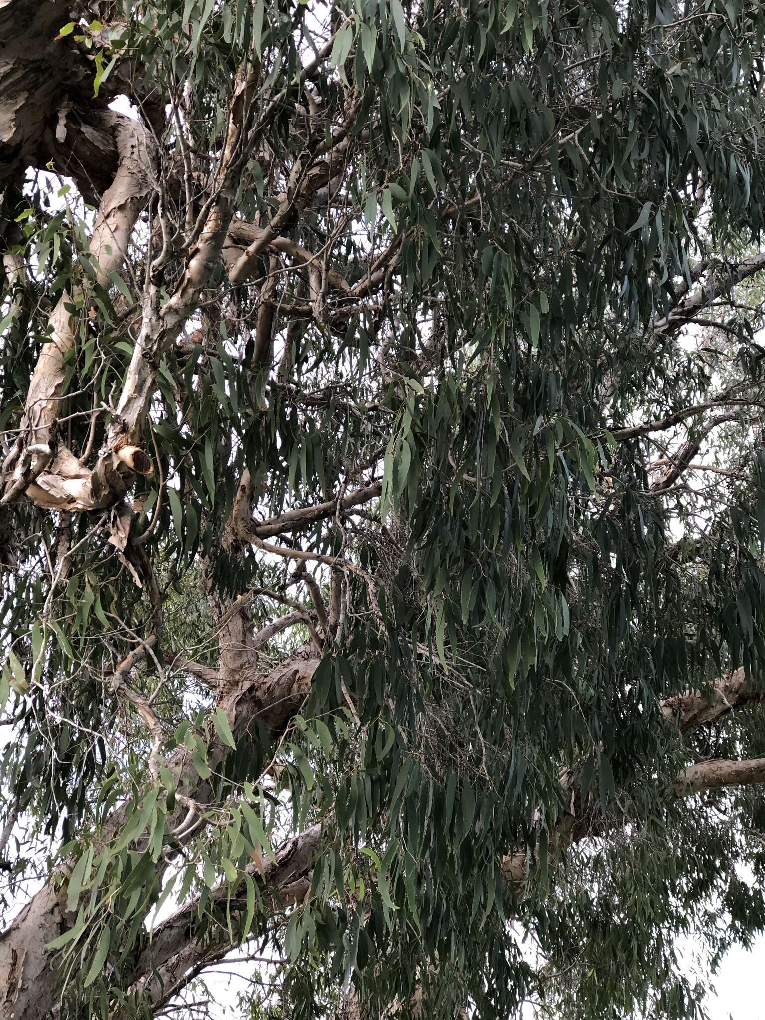 Image of Melaleuca leucadendra (L.) L.