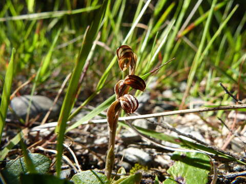 Image of Midget greenhood