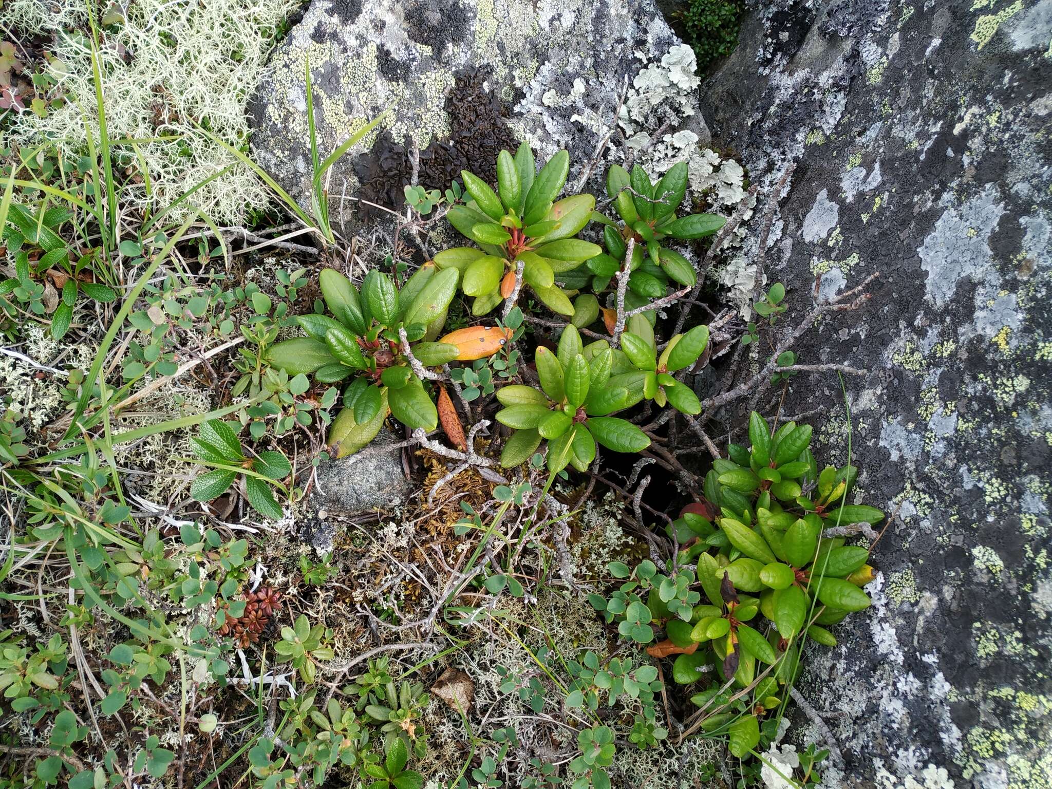 Image of Rhododendron aureum Georgi