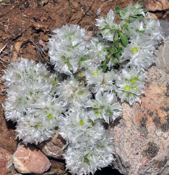 Image of Paronychia capitata (L.) Lam.