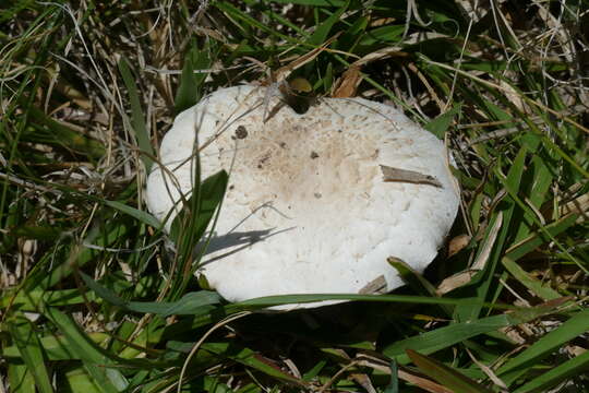 Image of Agaricus cupreobrunneus (Jul. Schäff. & Steer) Pilát 1951