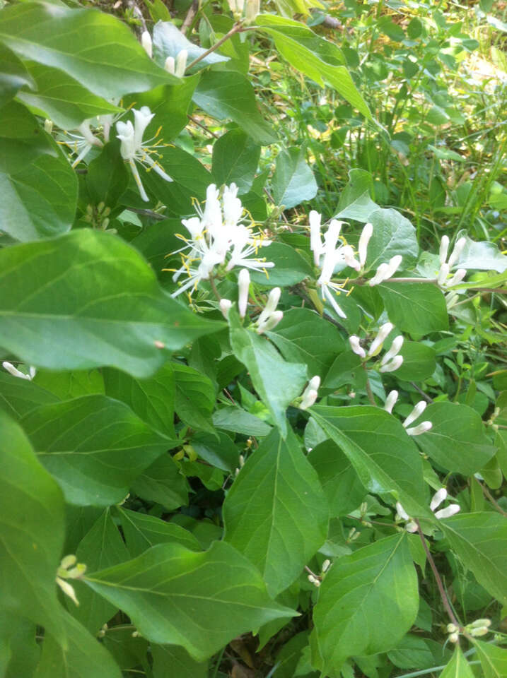 Imagem de Lonicera maackii (Rupr.) Maxim.