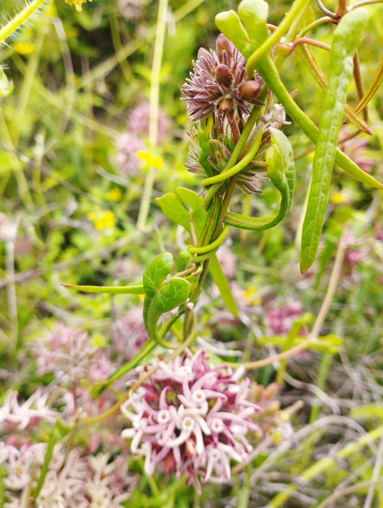 Image of Tweedia stipitata G. H. Rua & Liede