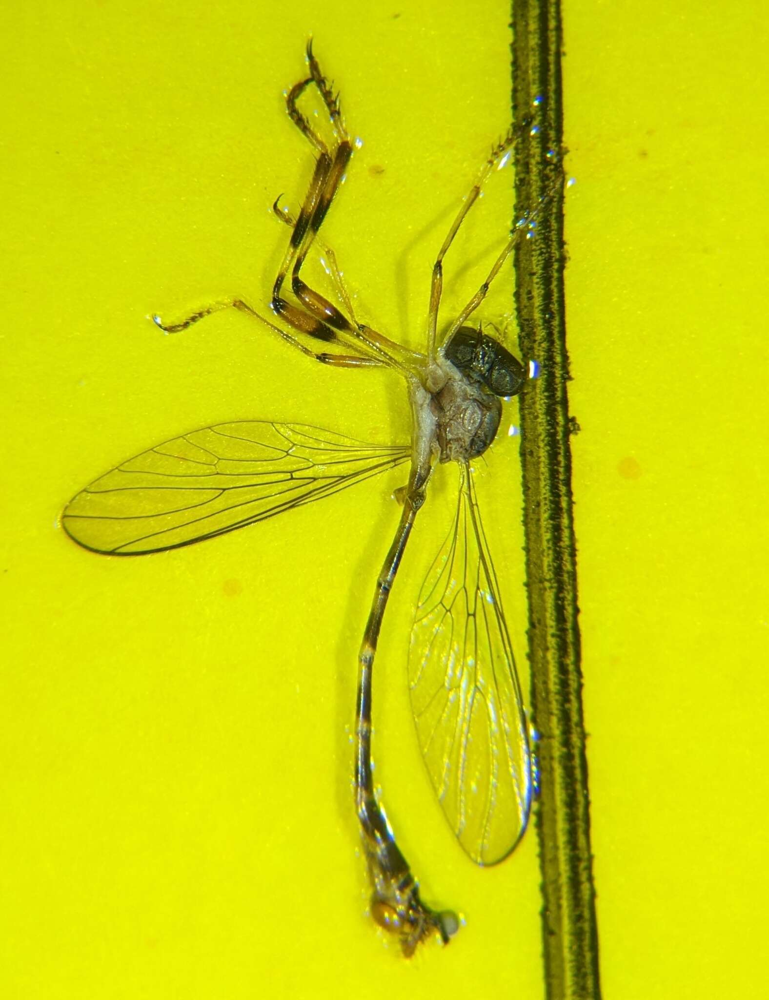 Image of Psilonyx annulatus (Say 1823)