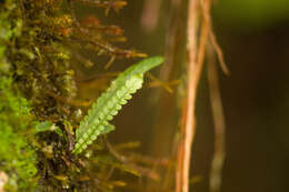 Image of Safford's lellingeria