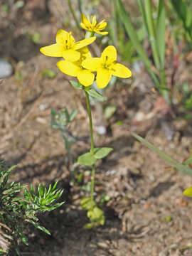 Image of Sebaea aurea (L. fil.) Sm.