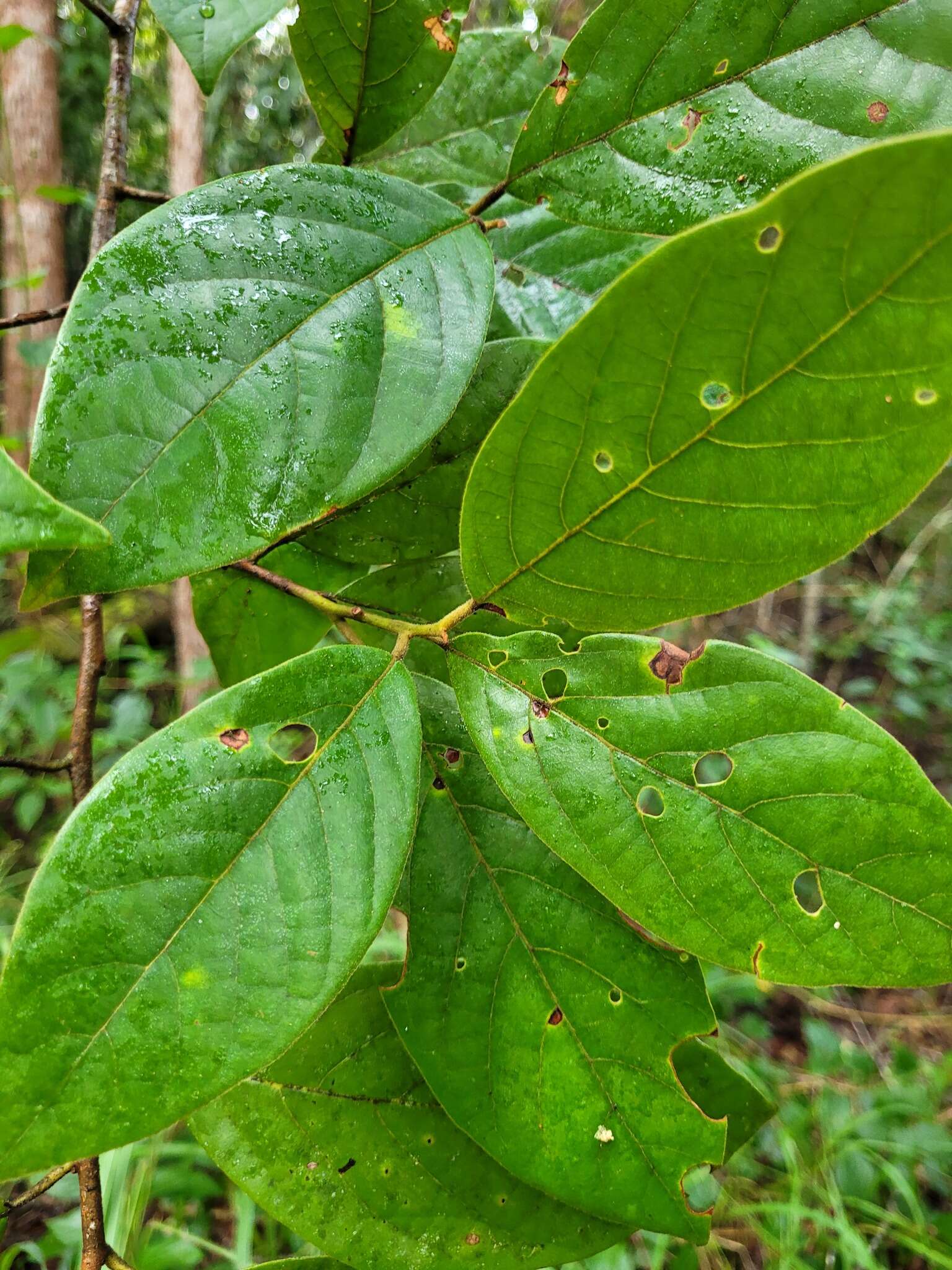 Image of Litsea leefeana (F. Müll.) Merr.