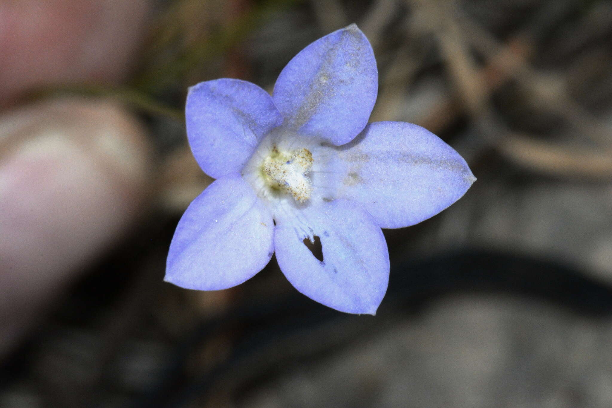 Wahlenbergia akaroa J. A. Petterson resmi