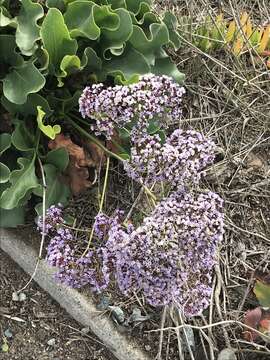 Limonium perezii (Stapf) F. T. Hubbard ex L. H. Bailey resmi