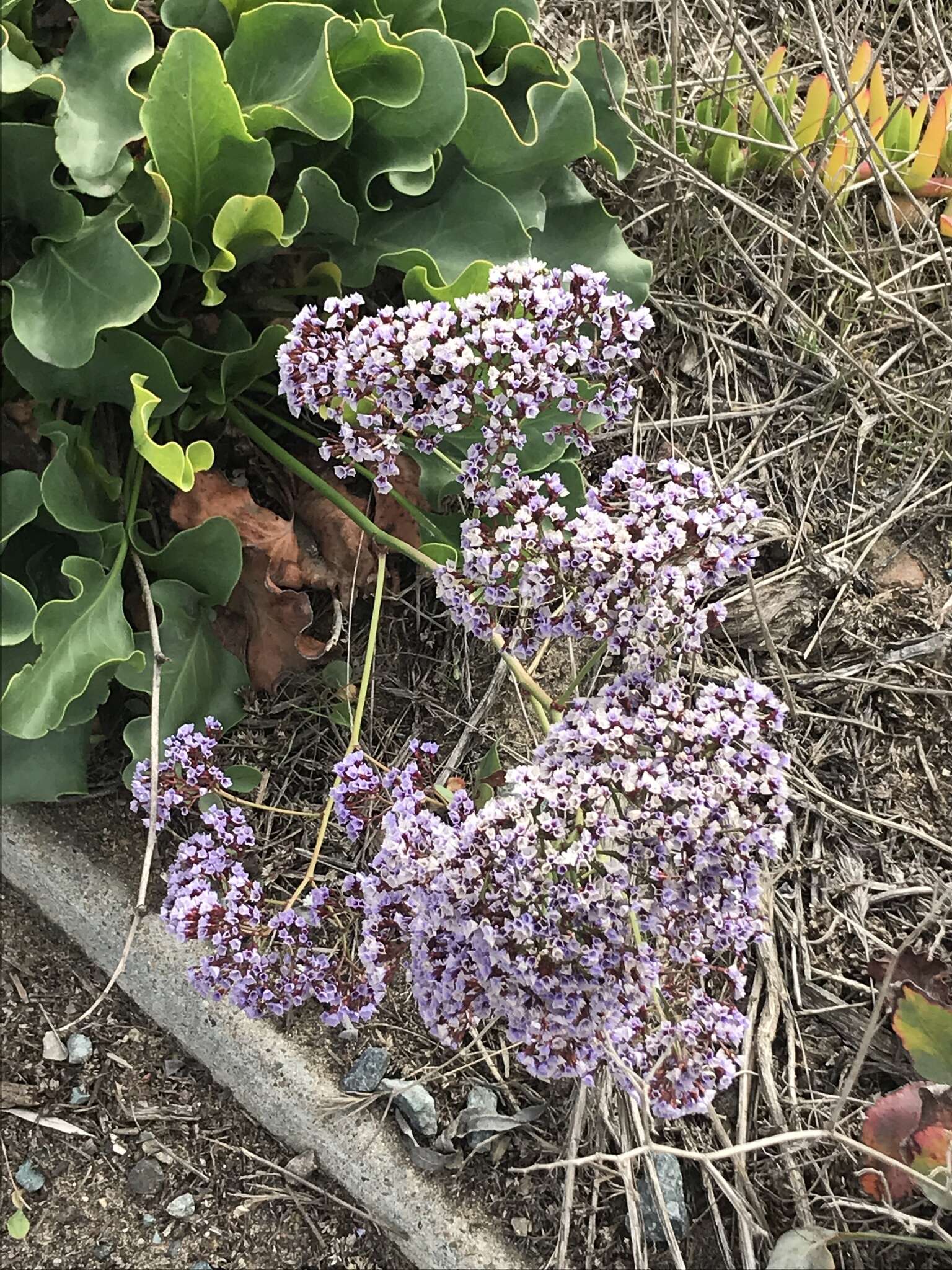 Imagem de Limonium perezii (Stapf) F. T. Hubbard ex L. H. Bailey